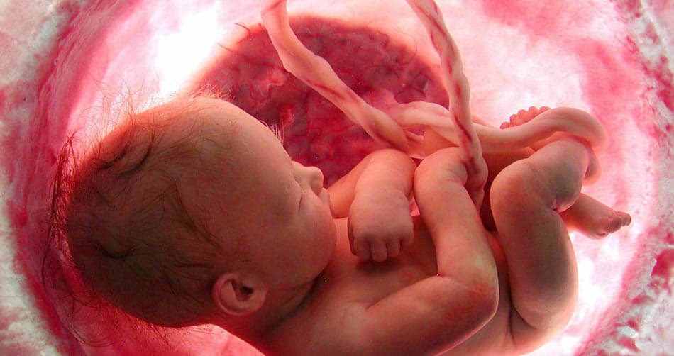 Pembe ve kırmızı tonlarda, anne rahmini andıran sanatsal bir kompozisyon içinde kıvrılmış yeni doğmuş bir bebek; yumuşak ve duygusal bir duotone.
